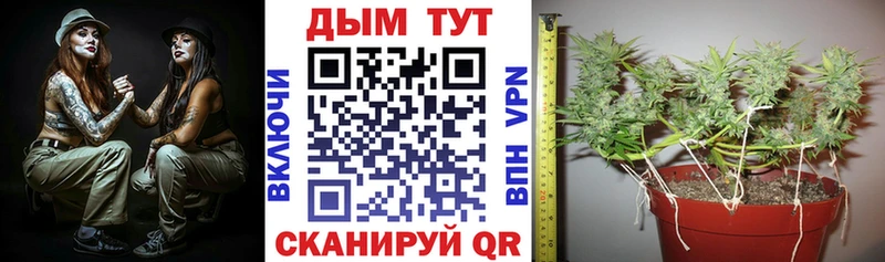 Конопля план  закладка  Великие Луки 